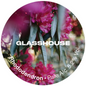 Glasshouse - Rhododendron 30L
