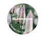 Glasshouse - Celosia 30L