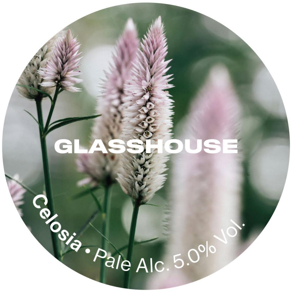 Glasshouse - Celosia 30L