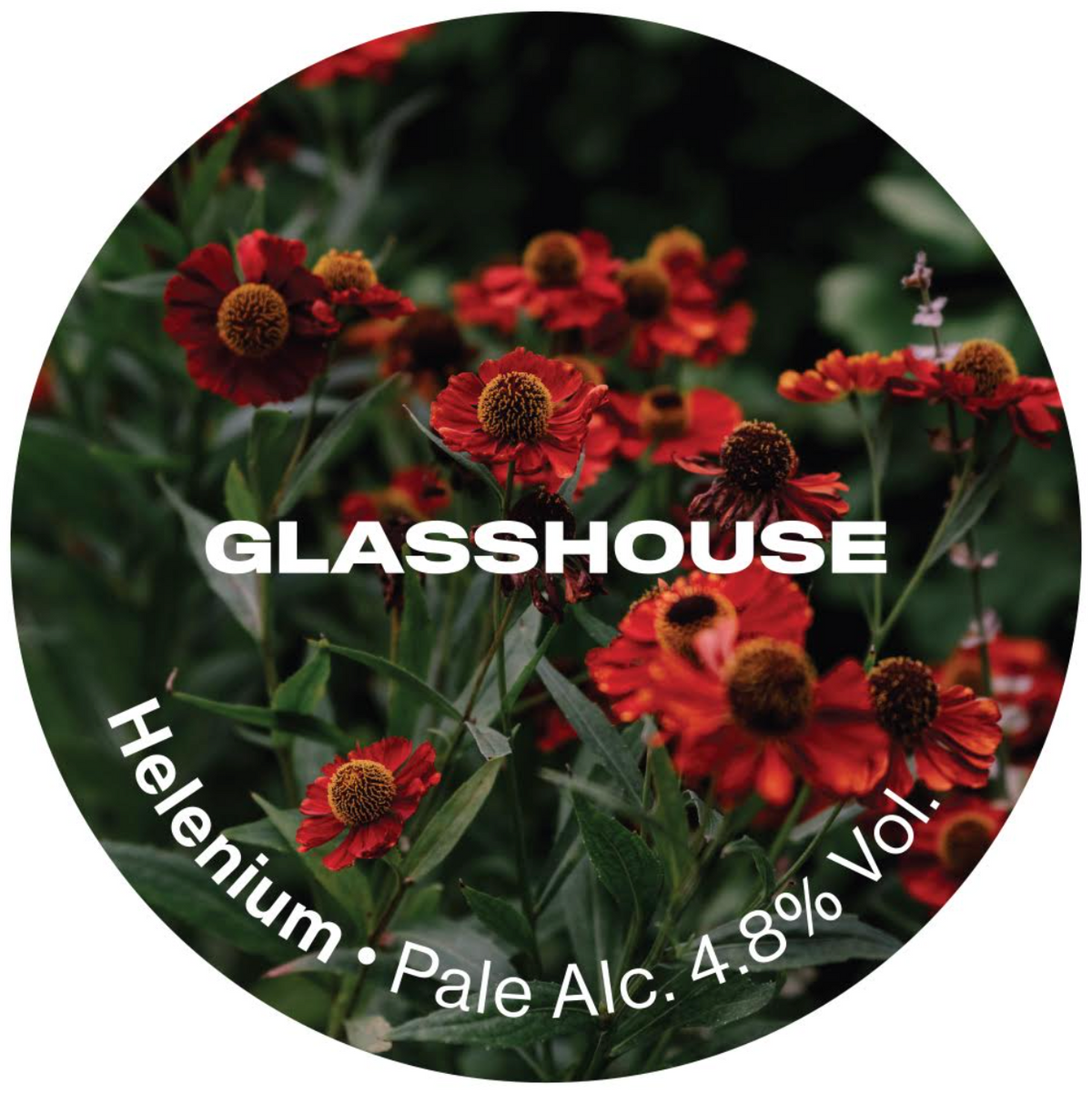 Glasshouse - Helenium 30L