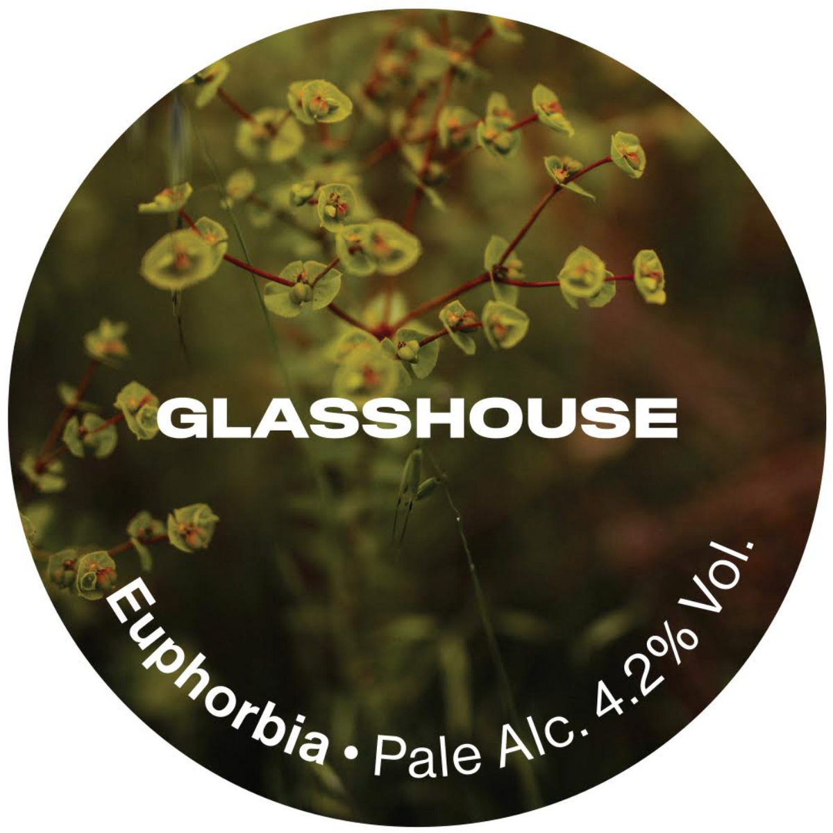 Glasshouse - Euphorbia 30L